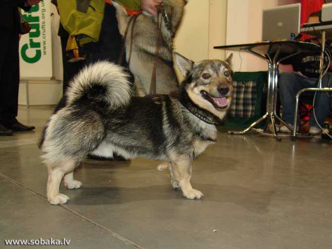 Шведский вальхунд — описание и характеристика породы (с фото) | все о собаках