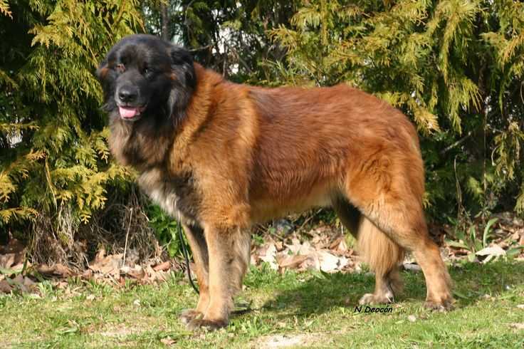 Собака породы бельгийская овчарка: содержание, воспитание, уход.