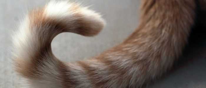 Почему кот или кошка дергает или трясет хвостом
