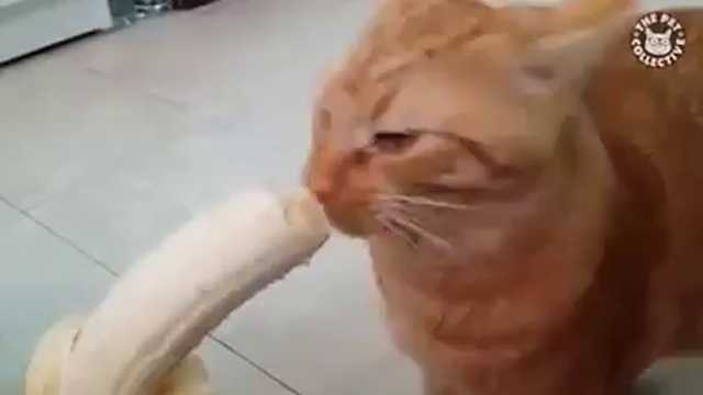 Можно ли коту есть бананы