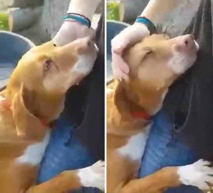 Как отучить собаку кусать руки и проявлять агрессию