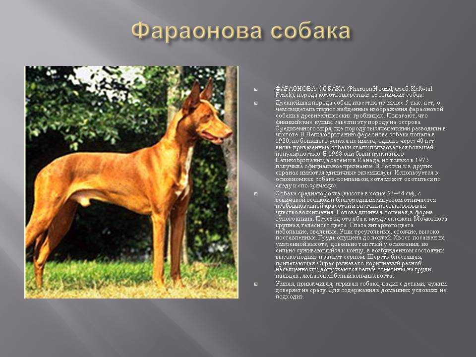 Описание породы фараонова собака с фото, видео и отзывами