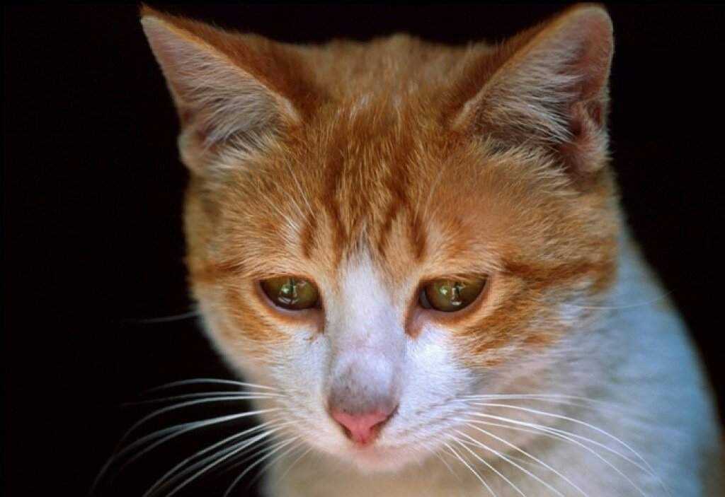 Плачут ли кошки: умеют ли и почему? - oozoo.ru