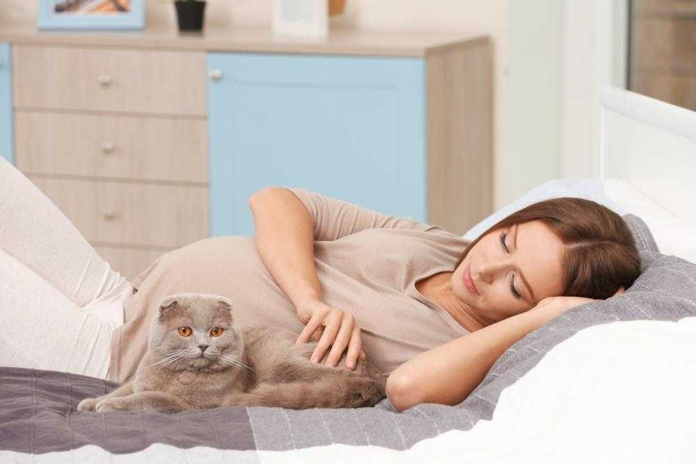 Беременность женщины и кошка в квартире, доме: можно ли беременным заводить кошку и жить с кошкой?
