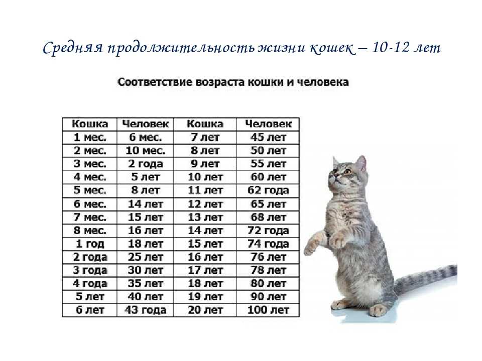 Сколько живут кошки. продолжительность жизни кошек