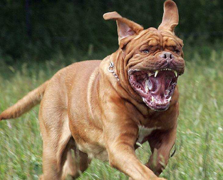 Топ-10 самых сильных собак в мире по версии сайта vashipitomcy.ru