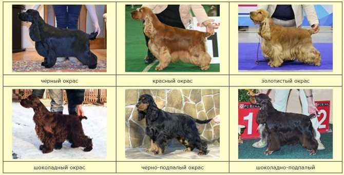 Дратхаар собака. описание, особенности, виды, цена и уход за породой дратхаар | живность.ру