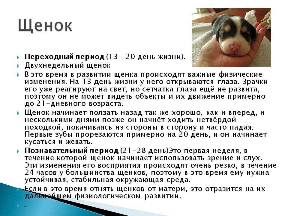 ᐉ когда щенки начинают хорошо видеть? - zoomanji.ru