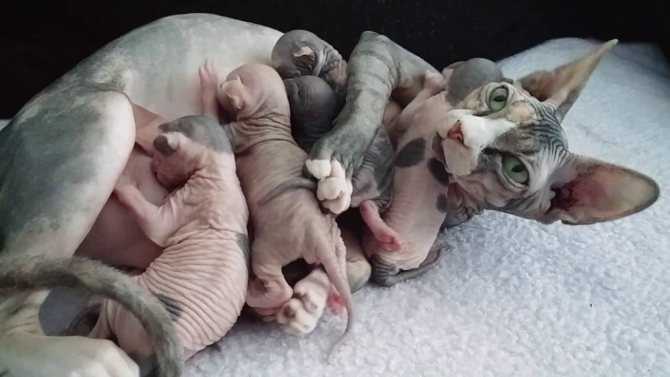 Сколько ходят кошки беременные шотландские вислоухие - срок вынашивания котят, подготовка к родам