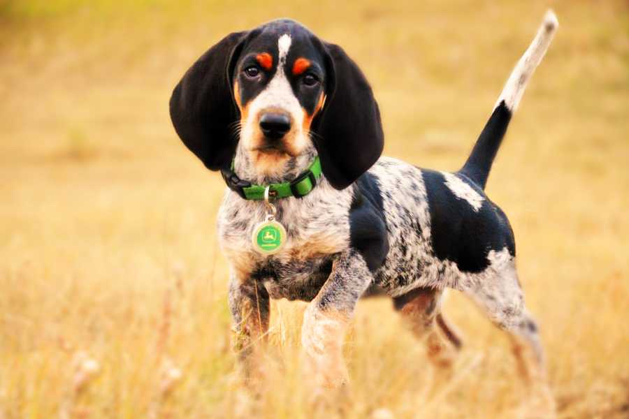 Кунхаунд (енотовая собака): описание породы собак, цена