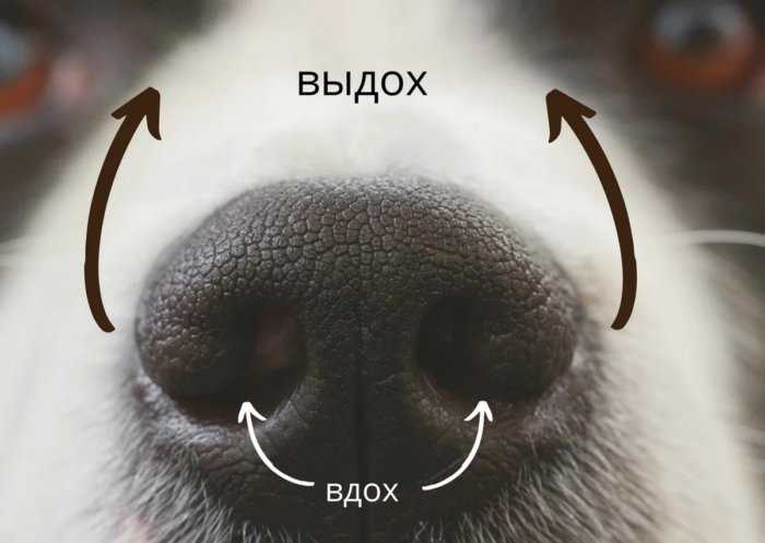 Почему у собаки сухой нос и что делать?