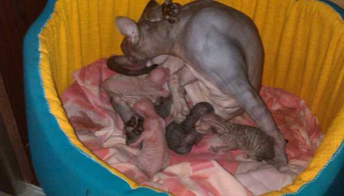 Беременность и роды у кошек - признаки и советы | блог о домашних животных