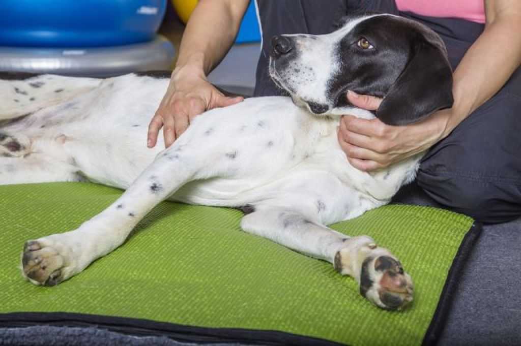 Собаки, артрит у собак, признаки заболевания и способы лечения артрита у собаки