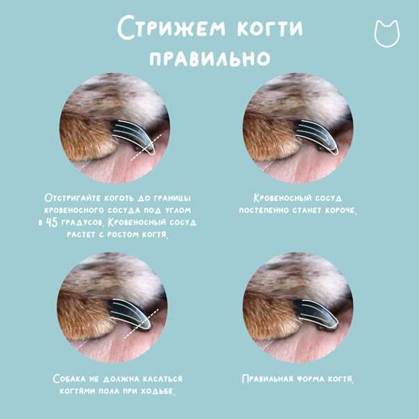 Как подстричь кота в домашних условиях: побрить самому, подстричь ножницами или машинкой, чему лучше это сделать и что будет после - блог о животных - zoo-pet.ru