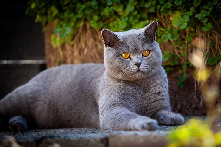 Британская короткошерстная кошка: 110 фото, описание породы, все о характере и кошке, цена, разновидности