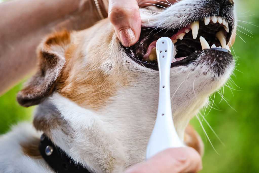 Почему у собаки пахнет изо рта: причины галитоза и как с ними бороться