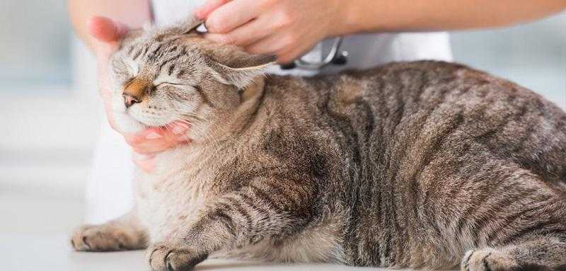 Эти животные очень чистоплотны и очищают свою шерсть, часто умываются, чешут ушки. Но каждый хозяин должен знать, что делать, когда кошка расчесала ухо до крови.