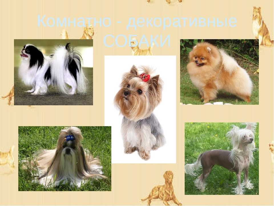 Самые красивые собаки ? топ 40 лучших пород с названиями, описаниями, фото, видео и отзывами