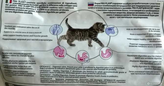 Как и чем правильно кормить беременную кошку - petstory