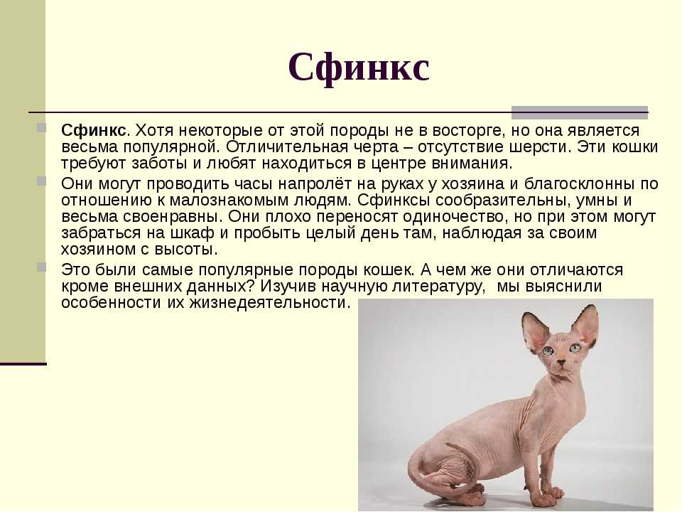 Пти-брабансон собака. описание, особенности, виды, уход и цена породы