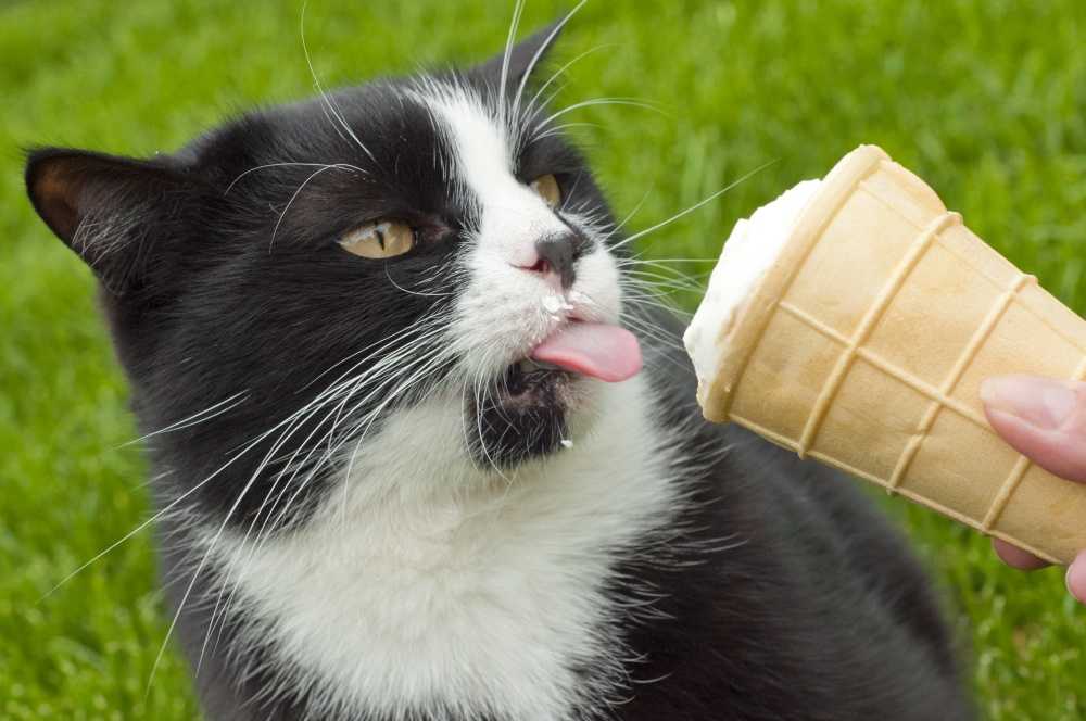 Почему кошкам нельзя сладкое?