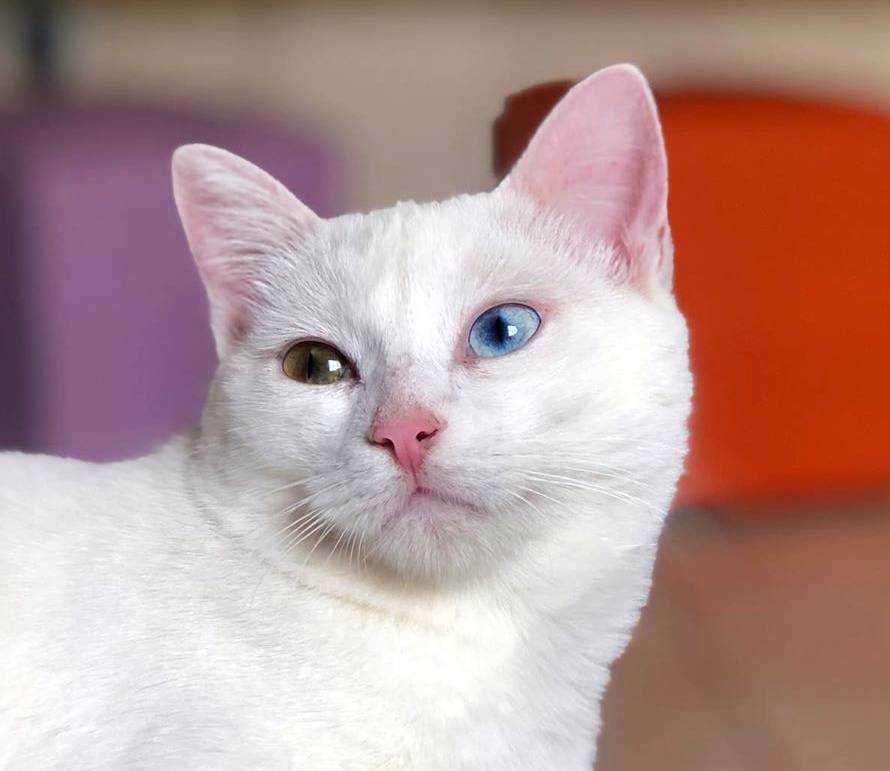 Кошки с разными глазами: как называется порода