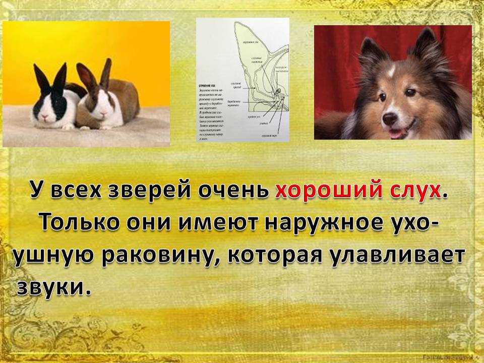 Причины глухоты у собак, что делать, как проверить слух и как общаться с глухой собакой | hill's pet