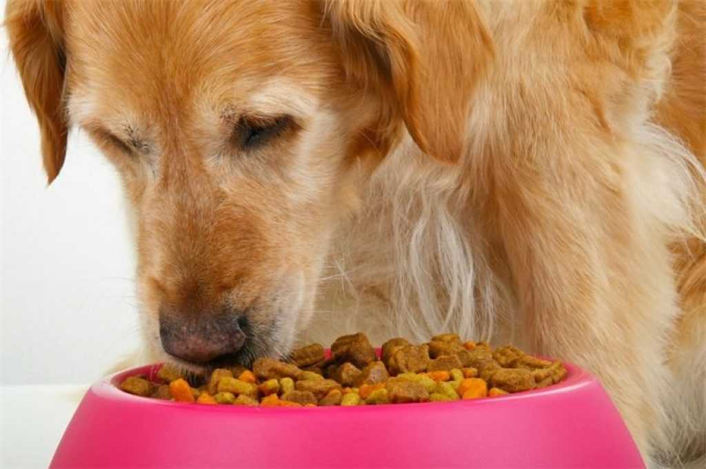 Сколько белка в корме нужно собаке?