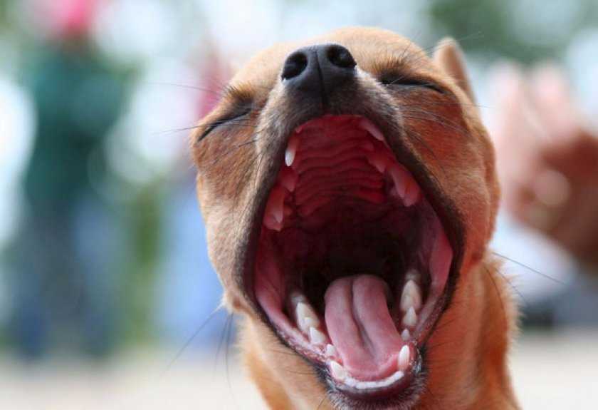 Пена у собаки изо рта: список основных причин и первая помощь питомцу