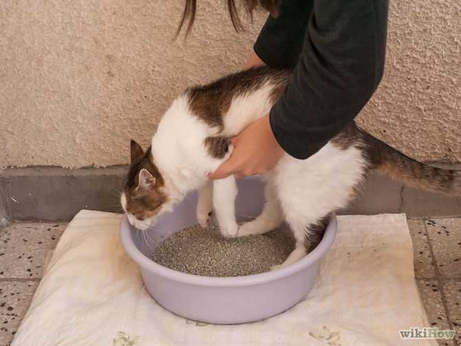 Как приучить кошку к унитазу