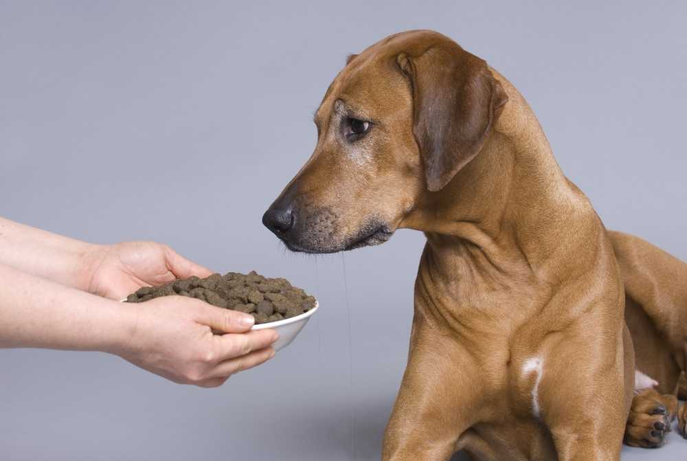Почему щенок ест землю и камни?