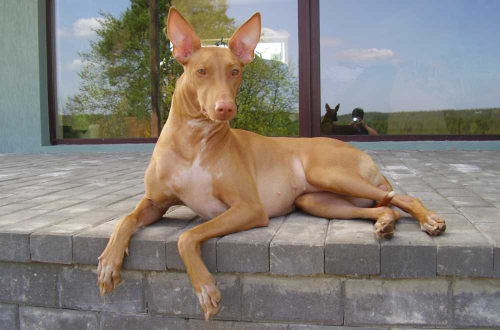 Фараонова собака (43 фото): описание египетской породы. стандарт и окрасы породы. как выбрать щенка?