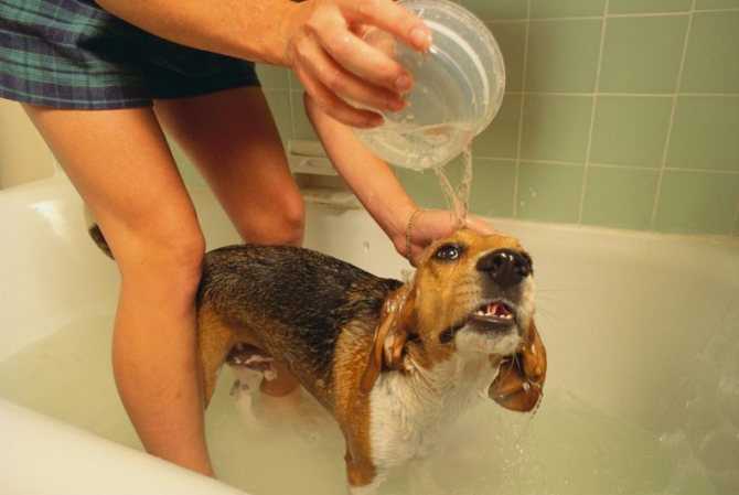 Как купать хаски: как правильно и как часто можно мыть собаку?