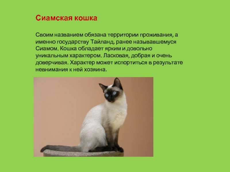 Сиамская кошка — описание разновидностей породы. интересные факты об уходе, содержании и кормлении