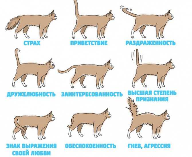 Недержание у котов: причины, симптомы, диагностика, лечение и прогноз | блог ветклиники "беланта"