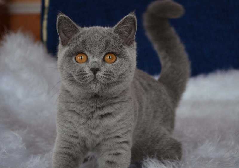 Британская короткошерстная кошка 🐈 фото, описание, характер, факты, плюсы, минусы кошки ✔