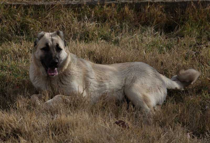 Гампр (армянский волкодав): характер, фото, стоимость и содержание собаки