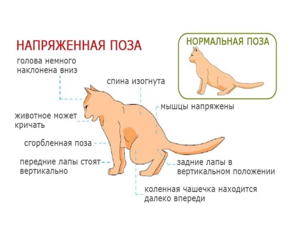 Потеют ли кошки: разбираемся в особенностях физиологии вашего питомца