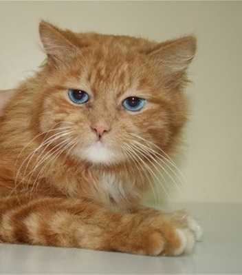 Рыжий котик: породы с фотографиями и названиями