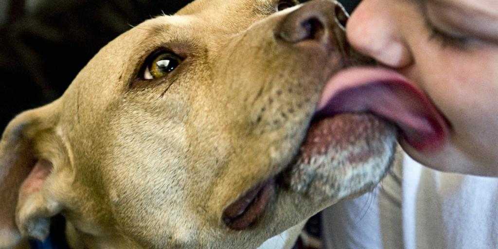 Почему собаки лижут других собак или людей на рта?