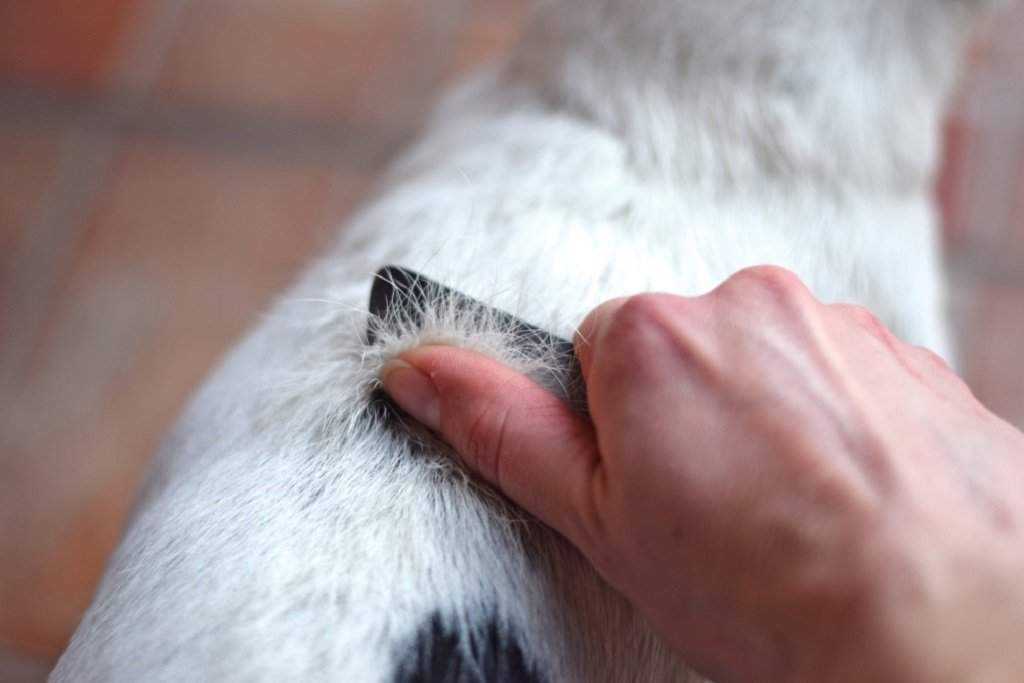 Как убрать смолу с шерсти собаки