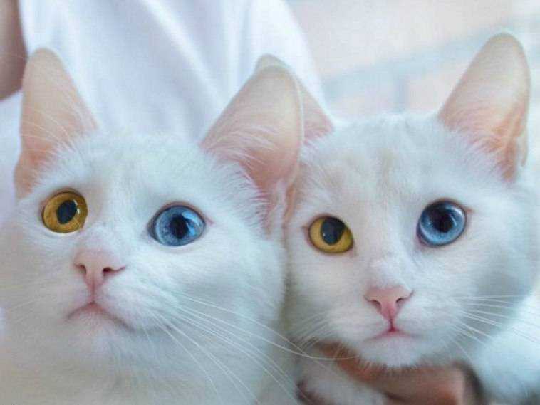 Породы кошек с глазами разного цвета и особенности их здоровья