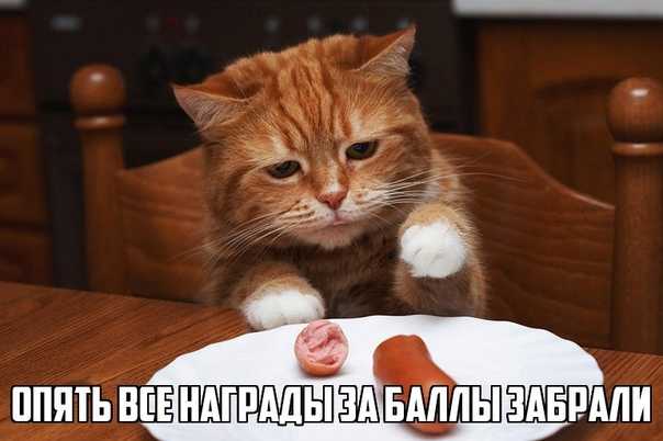 Старая кошка не ест, только пьет воду и спит, сильно похудела – что делать, как можно помочь? - kotiko.ru