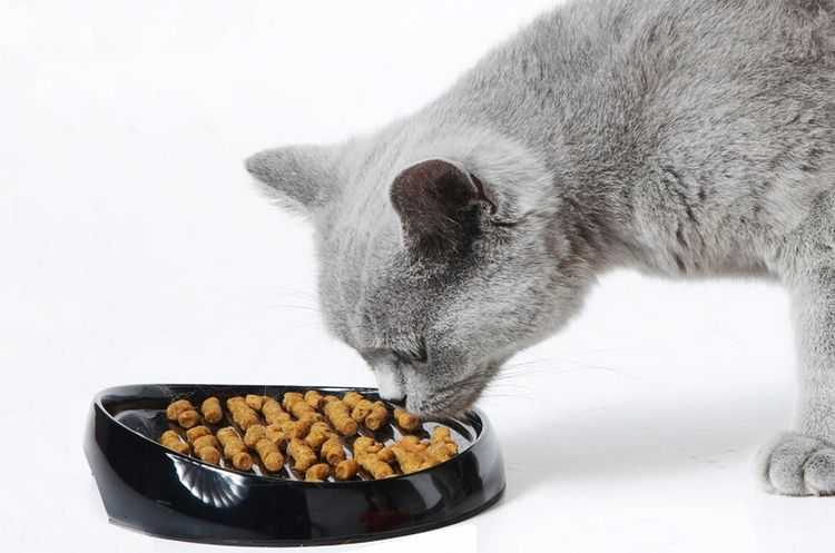 Что делать, если кошка стала плохо есть корм — сухой или влажный