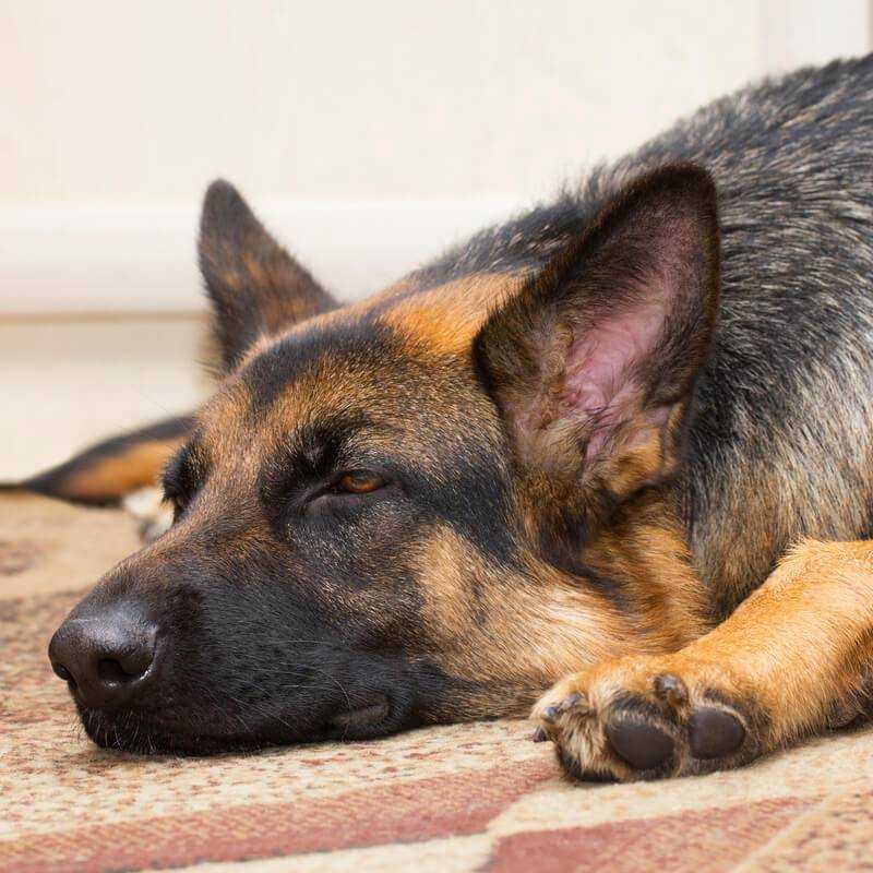 Течка у собак - симптомы, что делать, сколько длится. ветеринарная клиника "зоостатус"