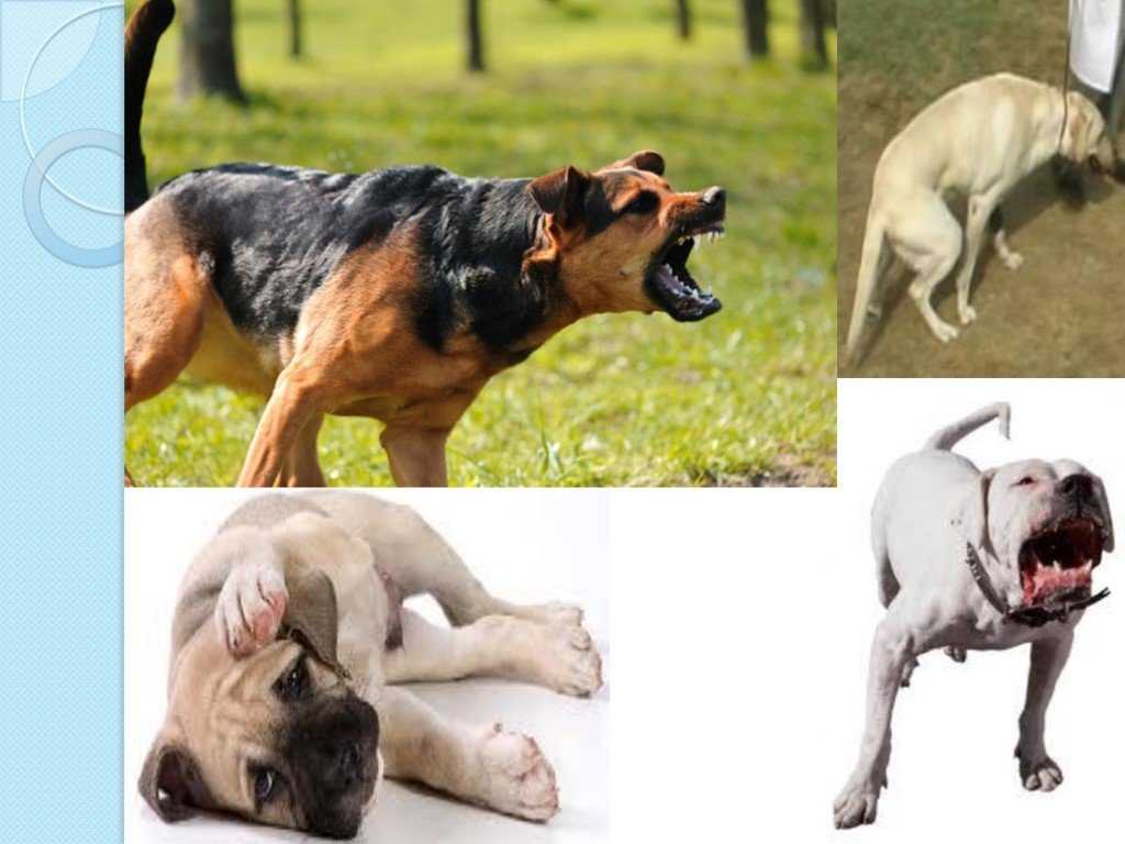 Дегенеративная миелопатия собак - canine degenerative myelopathy - abcdef.wiki