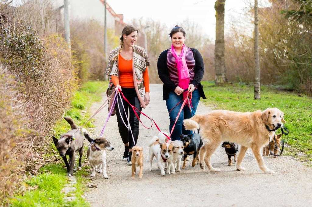 Когда можно гулять со щенком