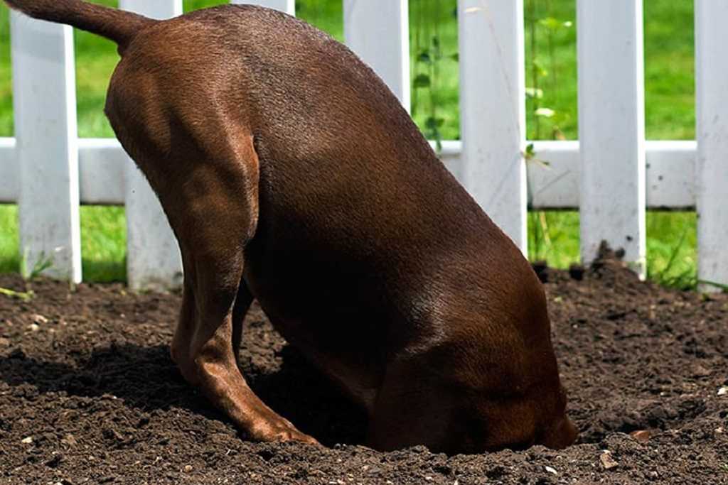 Почему собака прячет еду: основные причины, как отучить