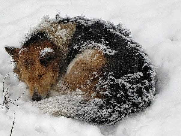 Мёрзнут ли собаки зимой