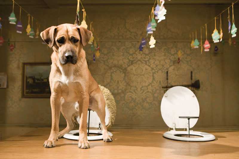 5 способов отучить собаку гадить дома: от щенка до взрослой собаки